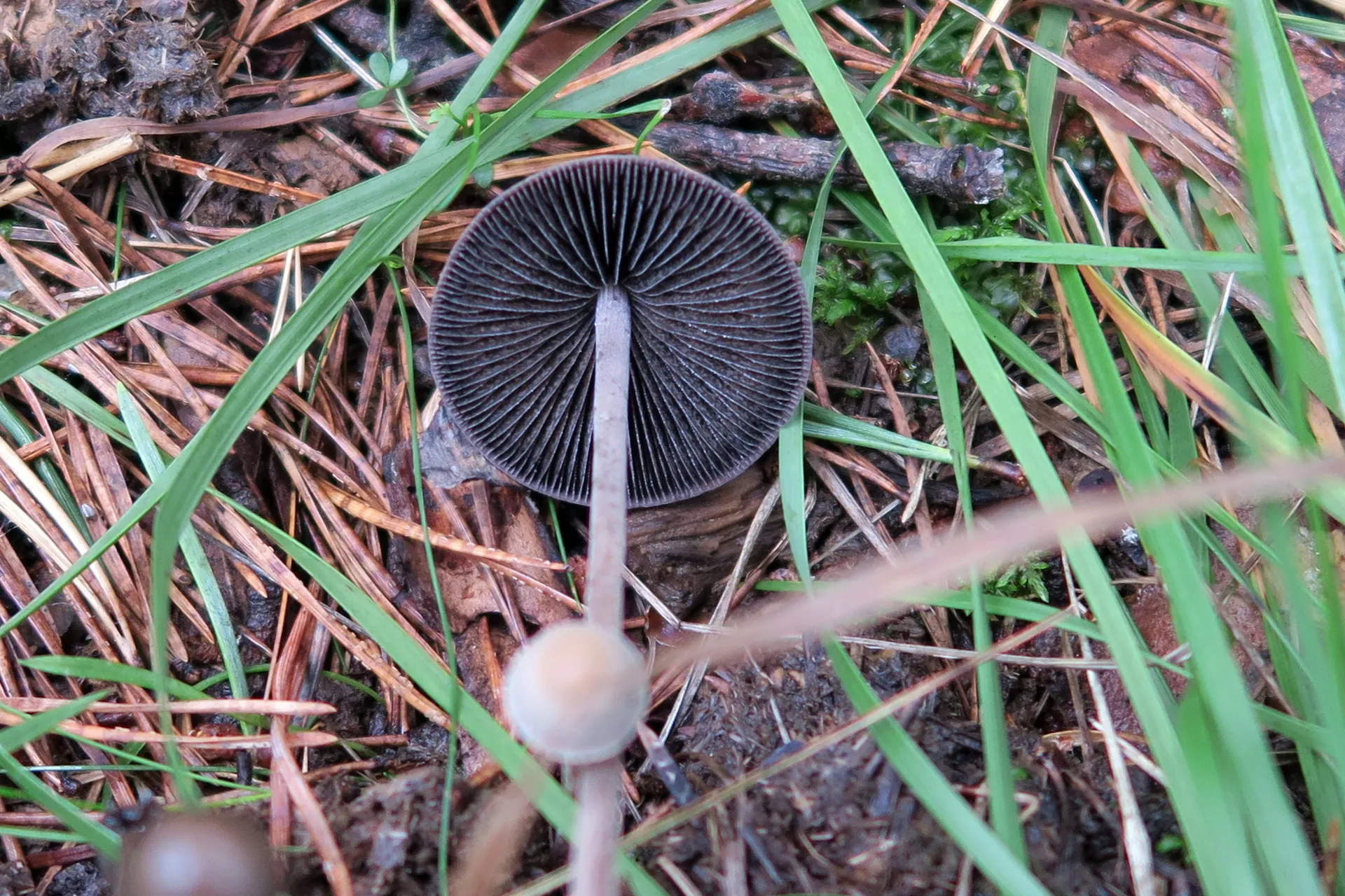 Panaeolus fimicola - 1